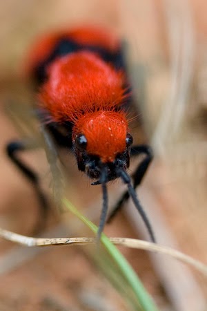 How large red hairy ants amusing information Large red hairy ants